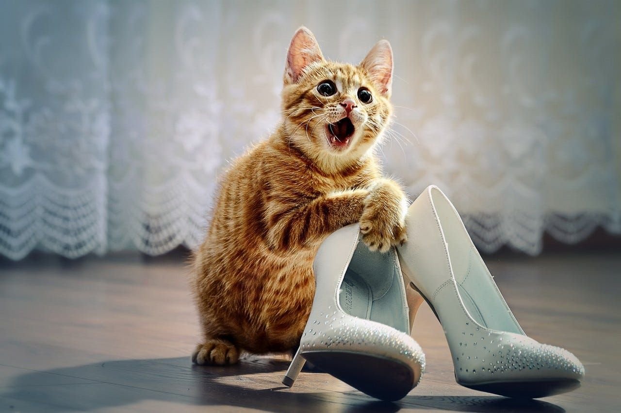 Мамма Миа итальяно писуаро. Забавные кошки. Кошка в туфлях. Рыжий кот и туфли.