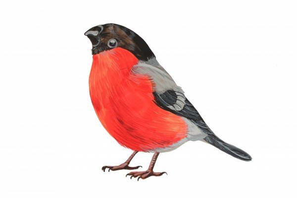 Снегирь на белом фоне для детей
