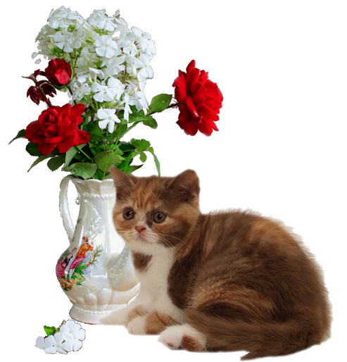Кошка с цветами на прозрачном фоне