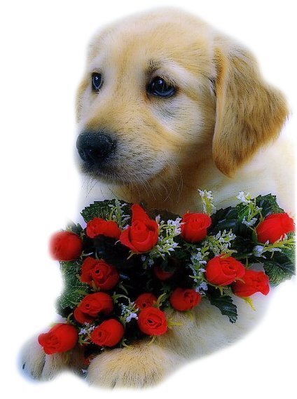 Щенок с букетом