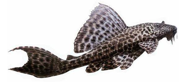 Сом анциструс на белом фоне