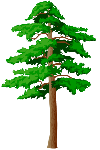 Сосна нарисованная на белом фоне