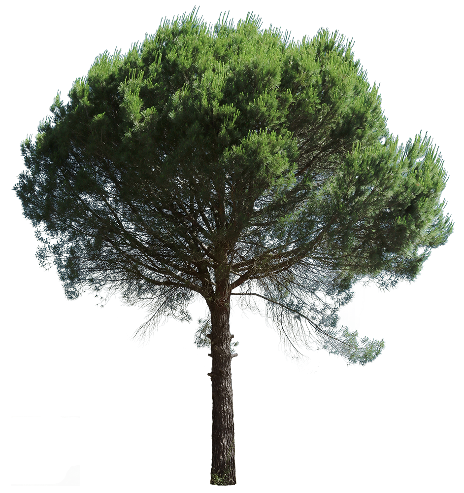 Хвойные кроны. Pinus pinea. Pino Marittimo сосна. Сосна Эльдарская. Сосна Алеппская.