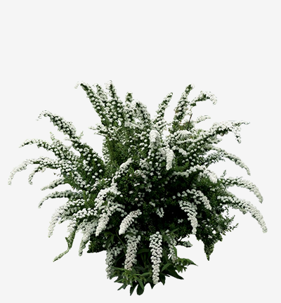 Спиреи на прозрачном фоне (38 фото)