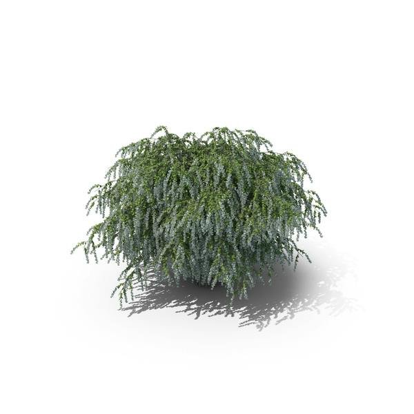 Спирея серая сверху