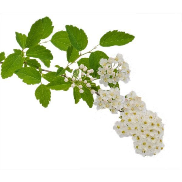 Спирея серая Грефшейм