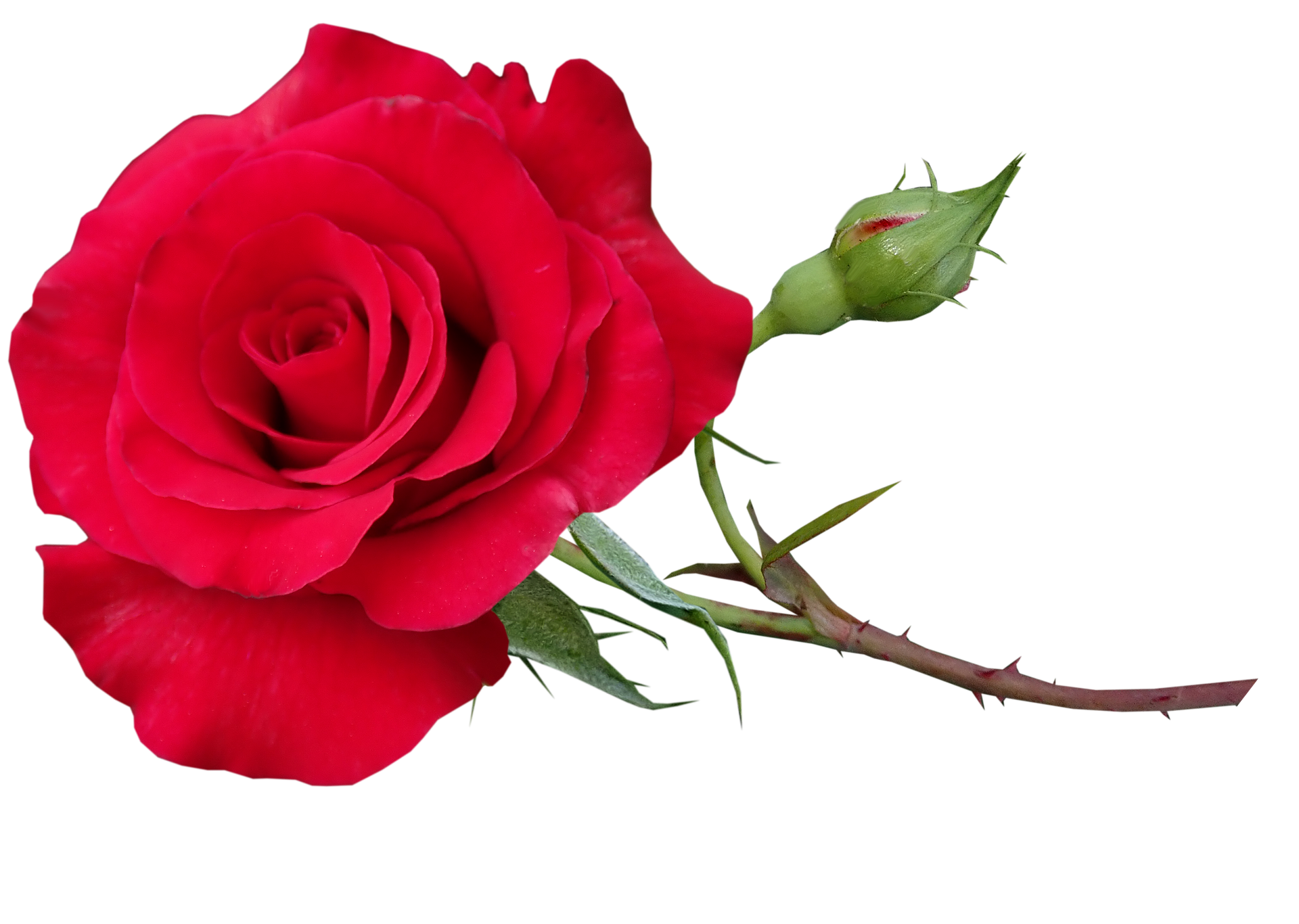 Розы без цензуры. Розы на прозрачном фоне. Красные розы. Розочка без фона.