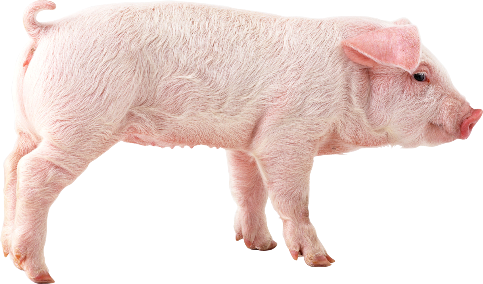 Эстонская беконная свинья. Домашние животные свинья. Свинья на белом фоне. Свинья на прозрачном фоне. Прозрачная свинья