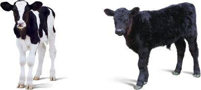 Теленок на белом фоне