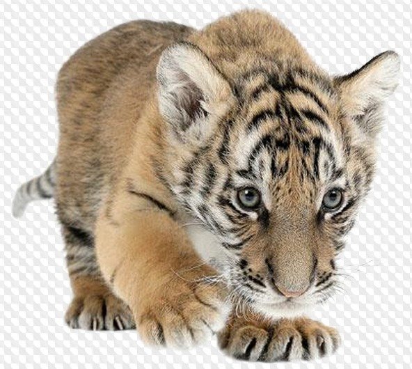 Тигренок без фона