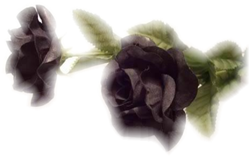 Траурные розы на прозрачном фоне