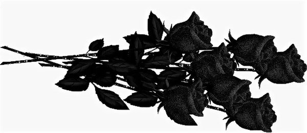 Траурные черные розы