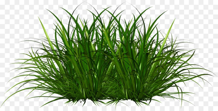 Grass plant. Трава. Растения на прозрачном фоне. Травинка на прозрачном фоне. Трава на белом фоне.