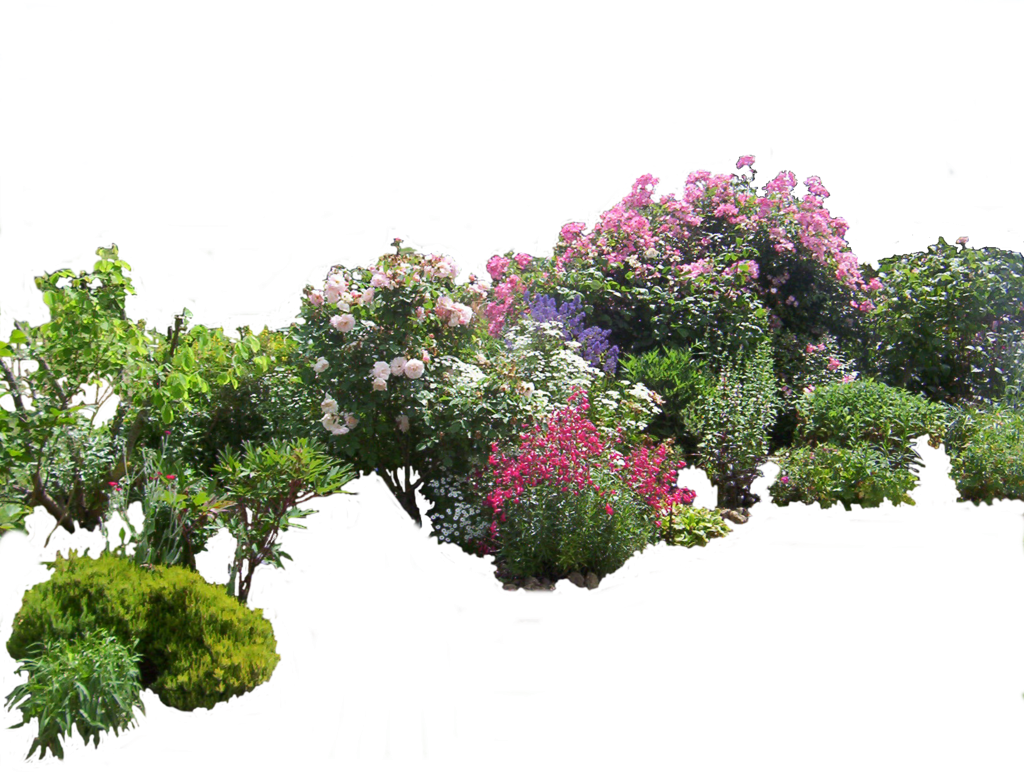 Садовые группы растений. Кусты для фотошопа. Клумба вид сверху. Растения кусты. Куст на прозрачном фоне.
