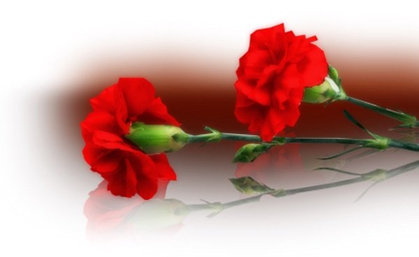 Гвоздики для некролога