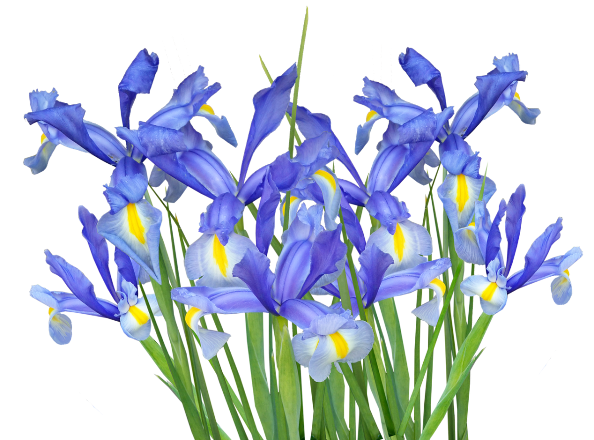 Ирисы цветы синие. Ирис Касатик синий. Голубой Ирис цветок. Ирис синий куст. Ирис сетчатый.