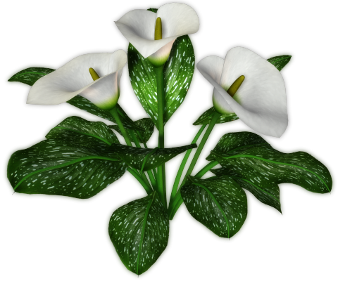 Букет каллы на прозрачном фоне для фотошопа