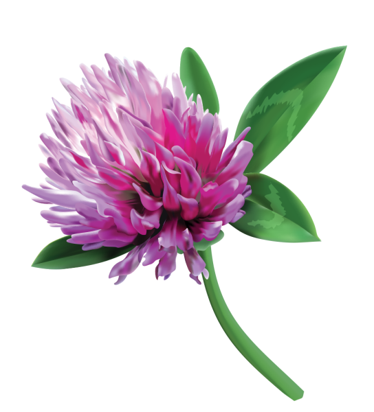 Клевер цветок вектор