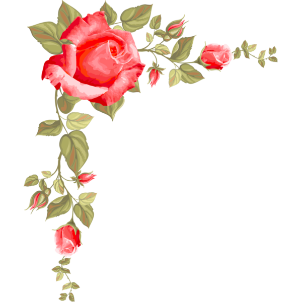 Цветы в углу на белом фоне