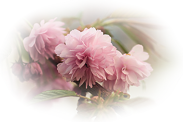 Нежность на прозрачном фоне