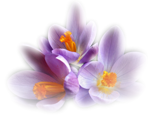 Нежные цветочки