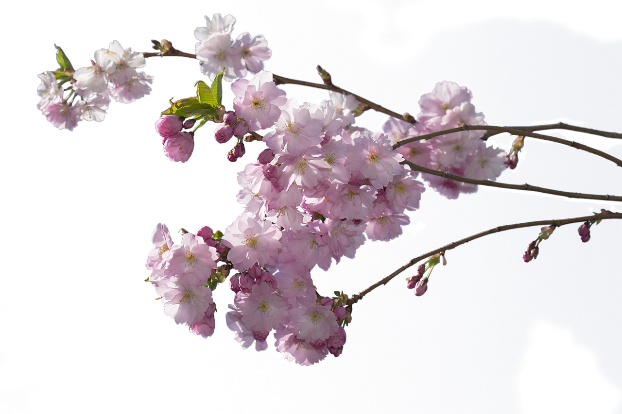 Веточка с цветочками. Сакура черри блоссом дерево. Черри блоссом на белом фоне. Ветка ампельная Сакура. Ветки вишни Gyu.