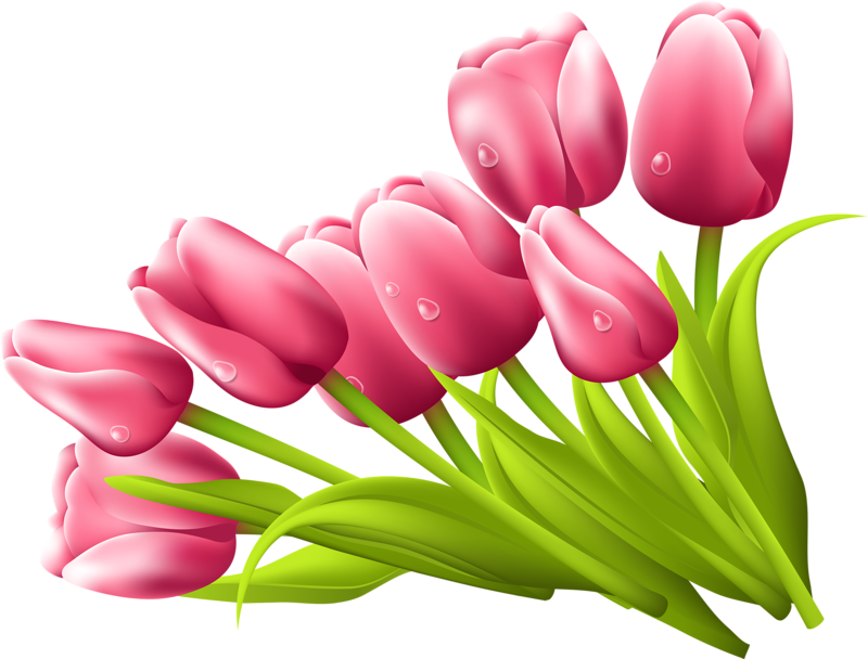 Тюльпаны png на прозрачном. Розовые тюльпаны. Тюльпаны на прозрачном фоне. Цветы тюльпаны на прозрачном фоне. Тюльпаны на прозрачном фоне для фотошопа.