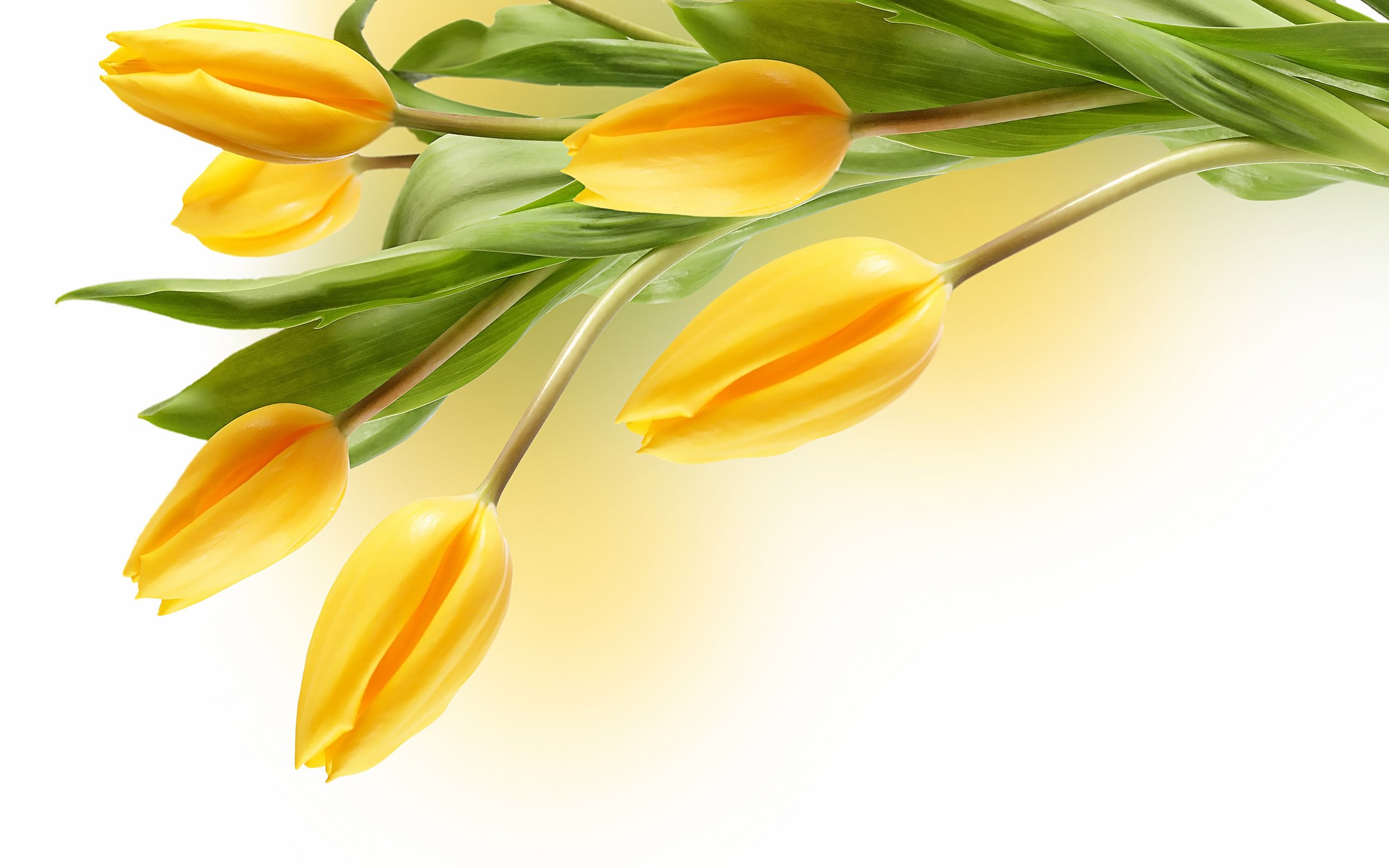 Тюльпаны png на прозрачном. Желтые тюльпаны. Весенние цветы на белом фоне. Тюльпаны на прозрачном фоне. Букет тюльпанов на белом фоне.