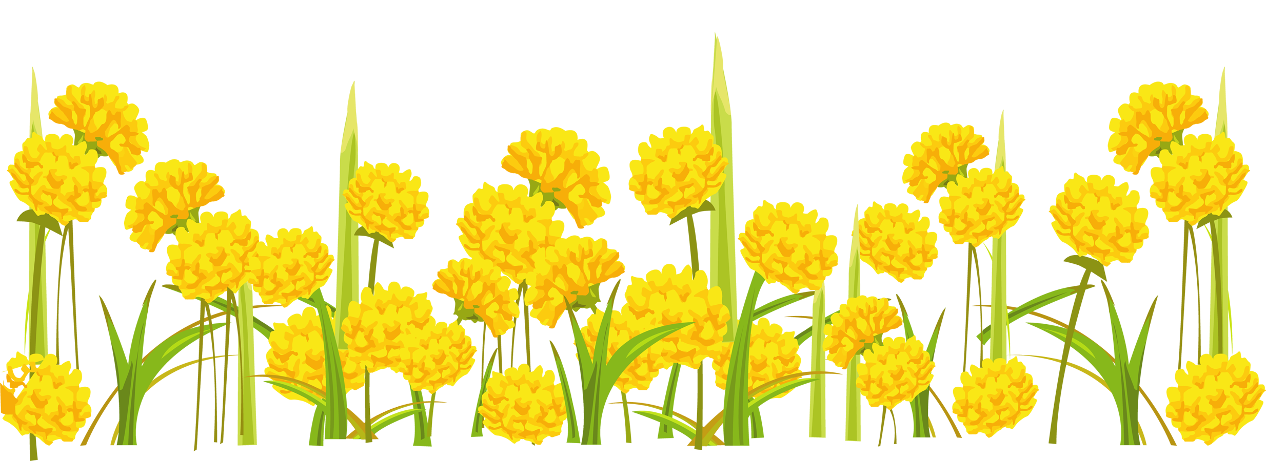 Одуванчик для детей на прозрачном фоне. Одуванчик на белом фоне. Летние цветы на прозрачном фоне. Желтые цветы вектор. Желтые цветы на прозрачном фоне.