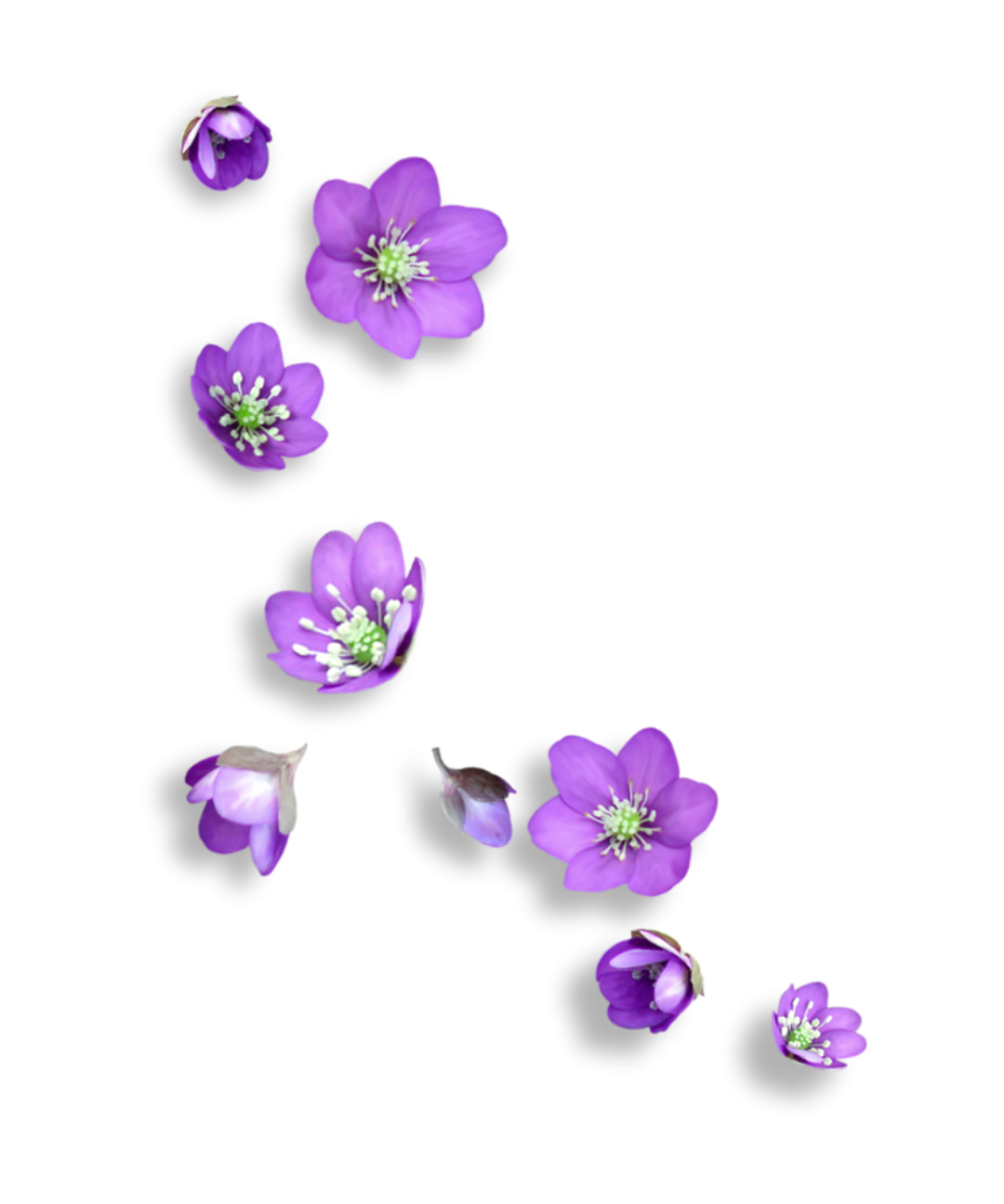 Картинки цветы для украшения