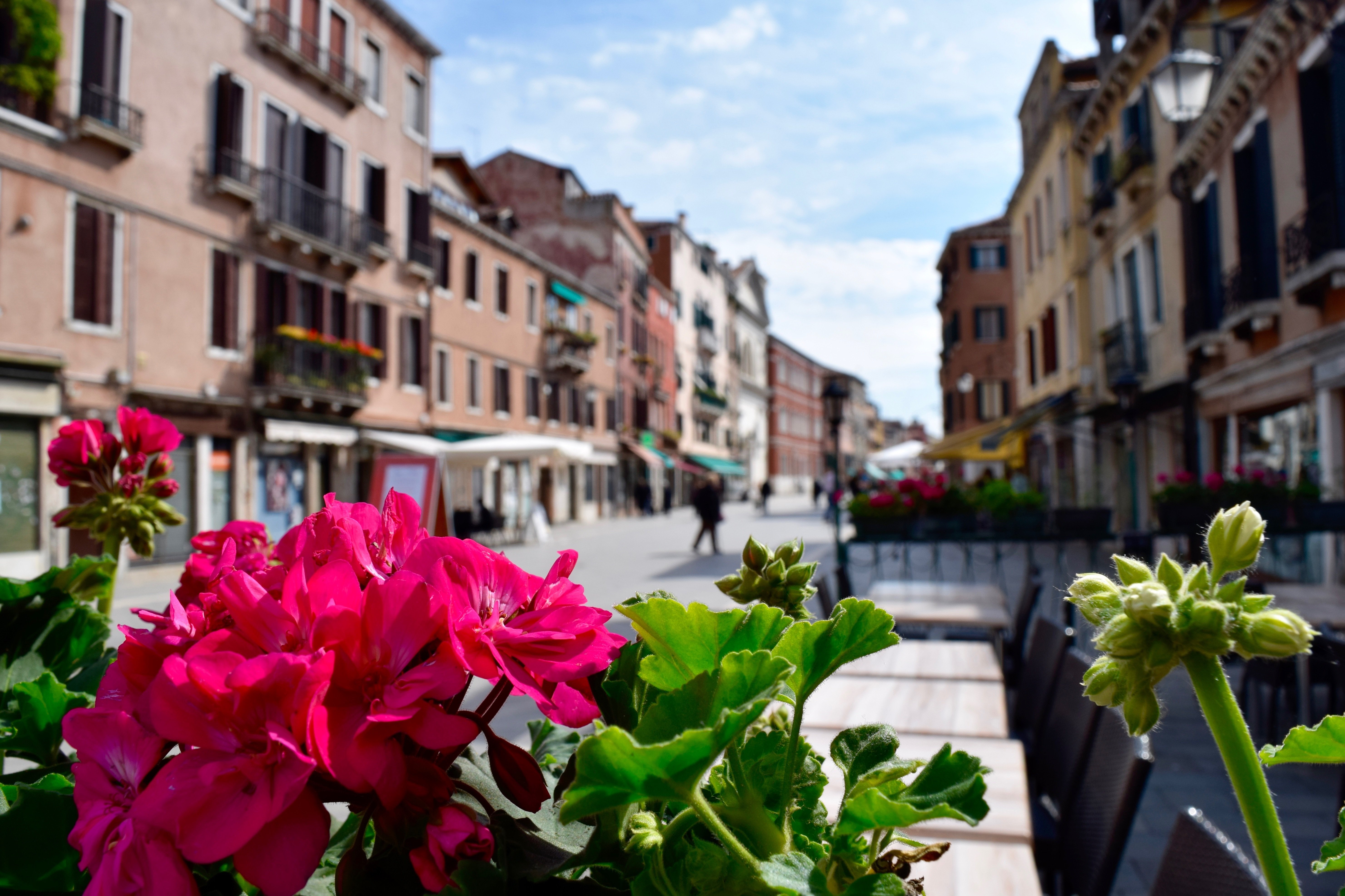 Street of flowers. Цветы в городе. Городские цветы. Венеция цветы. Растения в Венеции.