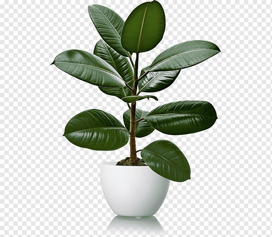 Цветы plant. Фикус каучуконосный. Фикус Плант. Ficus natalensis (фикус). Фикус эластика микс.