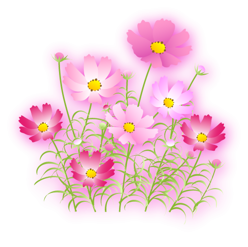 Цветы космеи на прозрачном