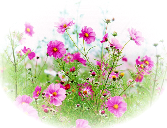 Полевые цветочки на прозрачном фоне