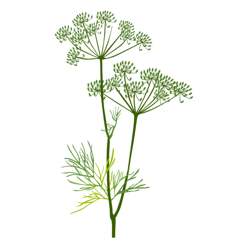 Фенхель стебель