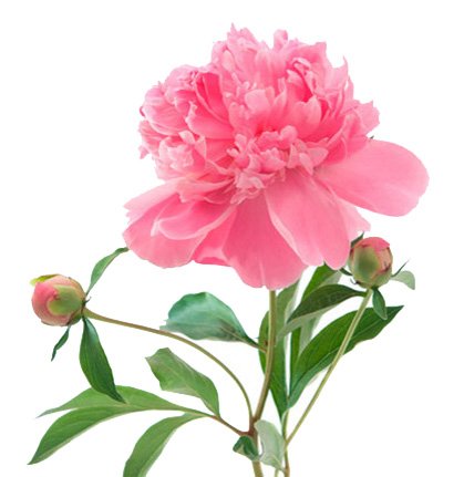 Цветок "пион"