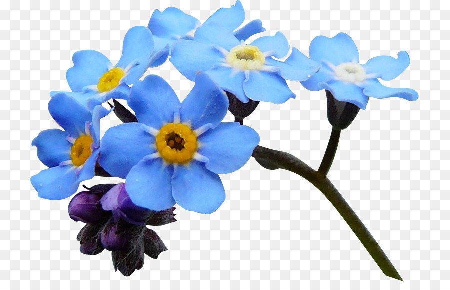Синие цветы. Цветы незабудки. Голубые цветы на белом фоне. Синие цветы на прозрачном фоне. Сине желтая незабудка