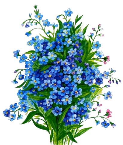 Незабудка на белом фоне