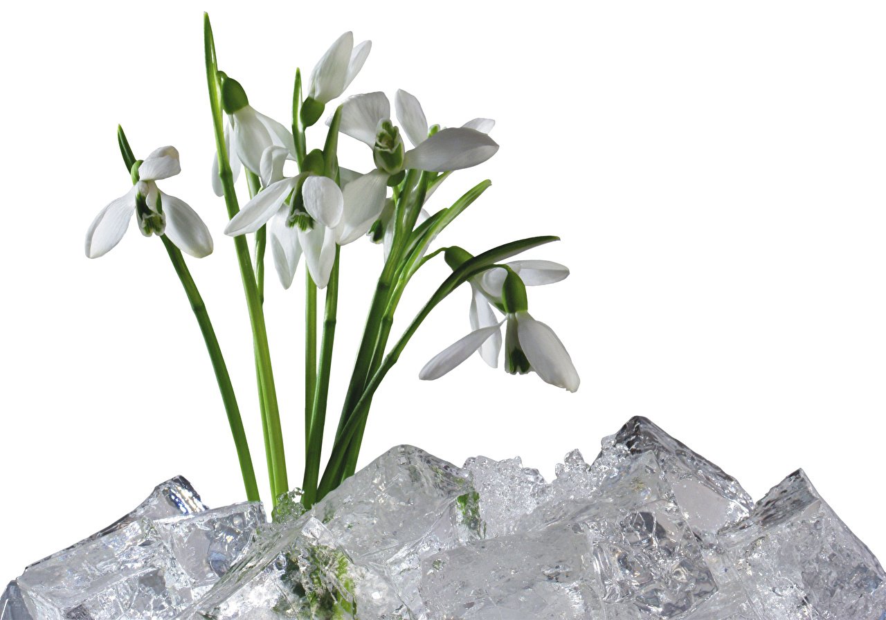 Подснежник Галантус цветок. Подснежники на белом фоне. Подснежники на прозрачном фоне.
