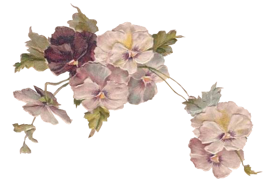 Цветы без фона Эстетика