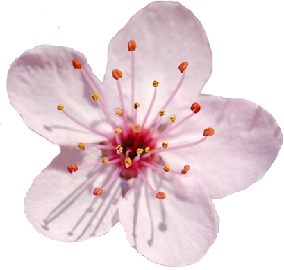 Цветы яблони