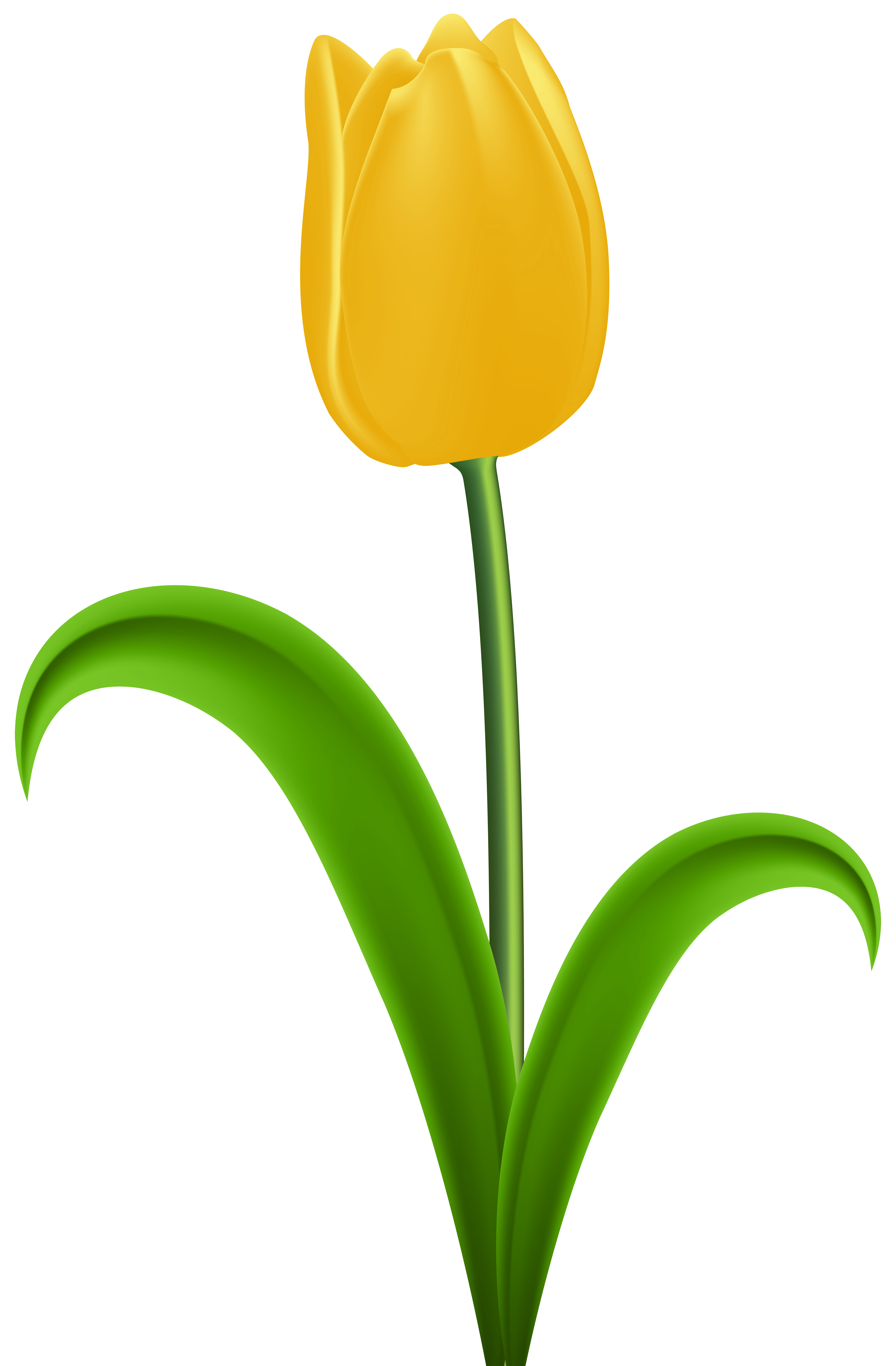 Тюльпаны картинки детские. Желтые тюльпаны. Жёлтые тюльпаны на прозрачном фоне. Тюльпаны без фона. Тюльпан для детей.