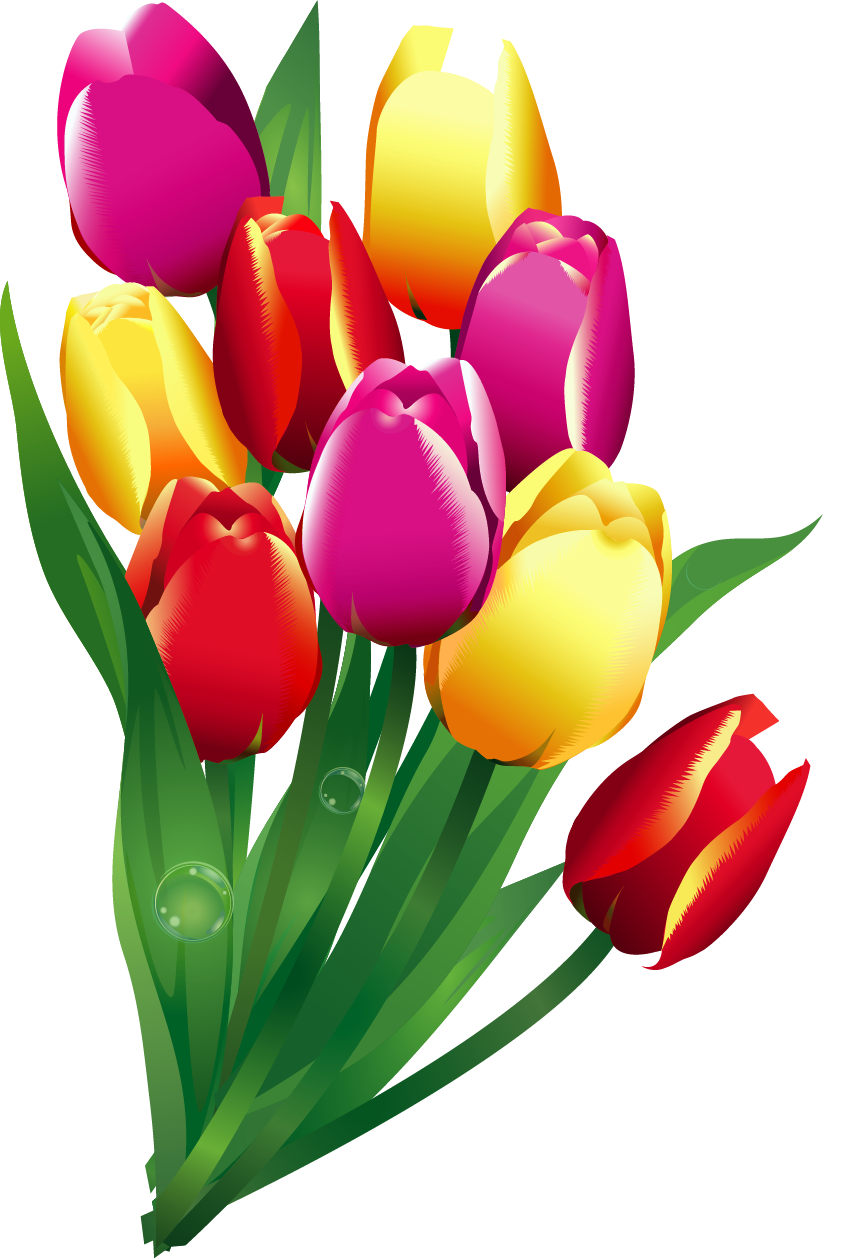 Тюльпаны картинки детские. Букет тюльпанов. Тюльпаны разноцветные. Тюльпаны на прозрачном фоне. Тюльпан для детей.