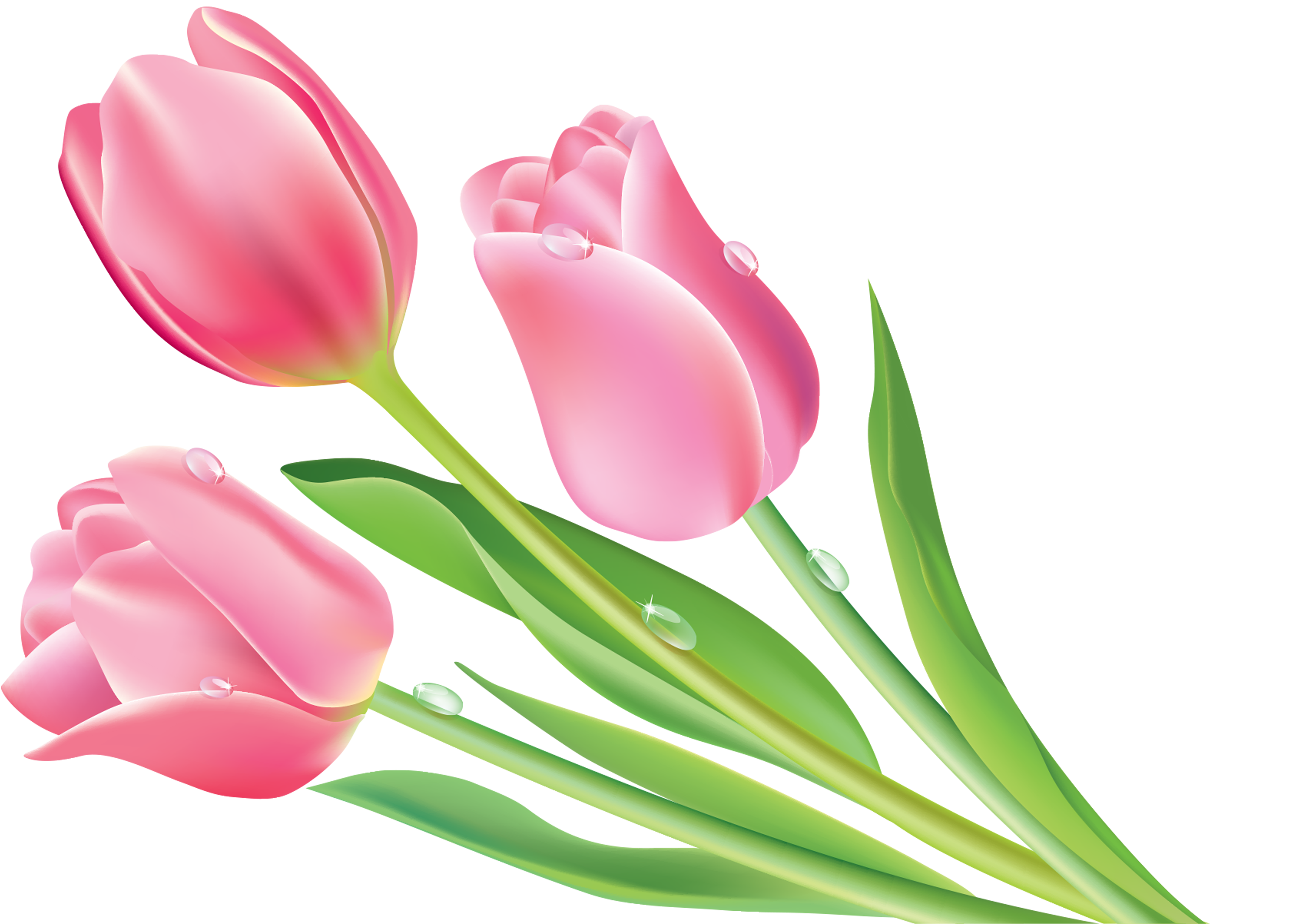 Тюльпаны png на прозрачном. Тюльпаны на белом фоне. Розовые тюльпаны. Тюльпаны на прозрачном фоне. Весенние цветы на прозрачном фоне.