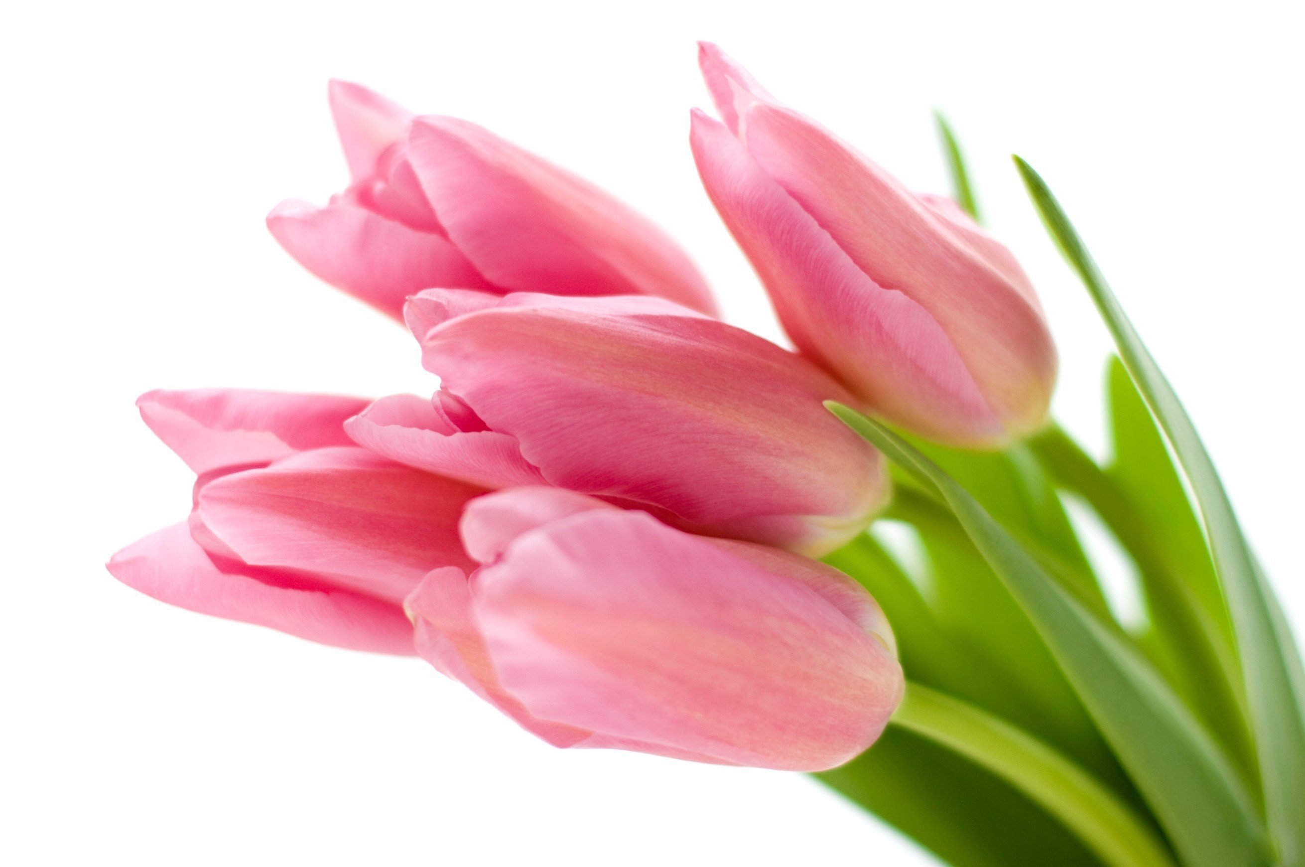 Тюльпаны png на прозрачном. Цветы тюльпаны. Цветы без фона. Красивые тюльпаны. Тюльпаны на белом фоне.