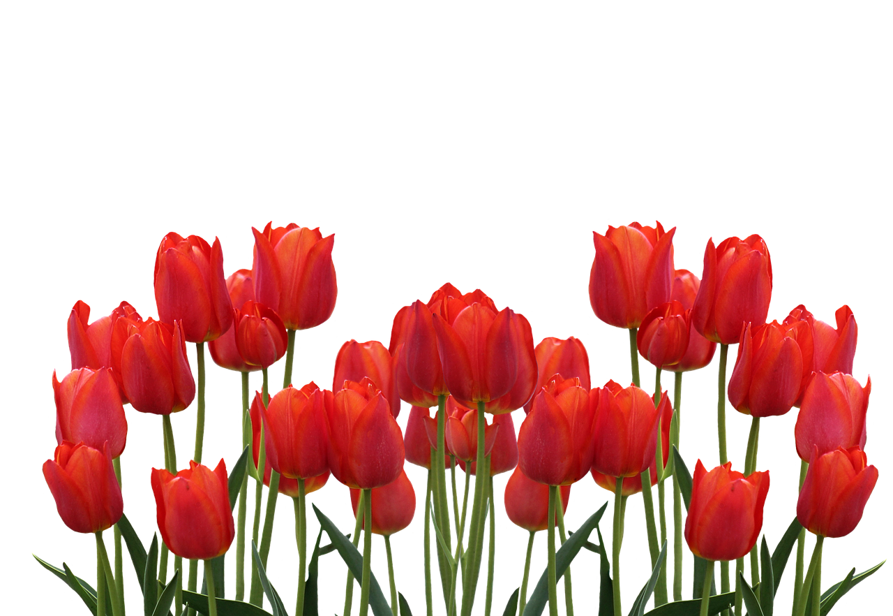 Тюльпаны png на прозрачном. Тюльпан ростберри ред. Тюльпаны на прозрачном фоне. Красные тюльпаны. Цветы тюльпаны на прозрачном фоне.