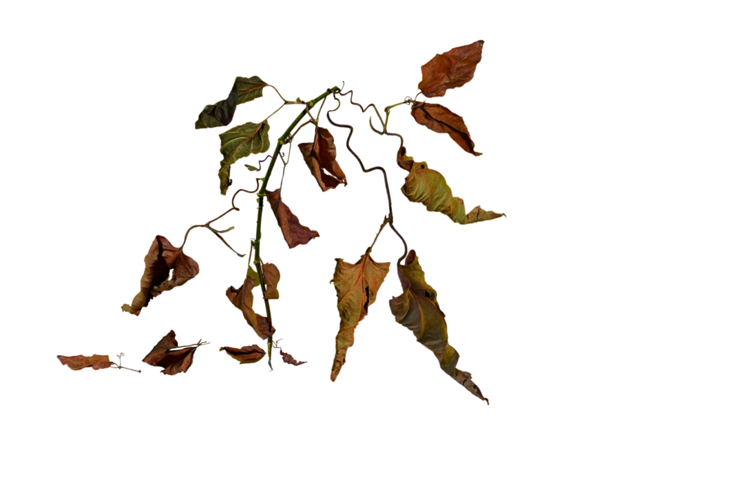 Сухой плющ. Увядшие листья. Засохшие листья. Сухая листва на прозрачном фоне. Ветка с листьями на прозрачном фоне.