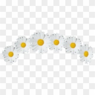 Венок из ромашек без фона