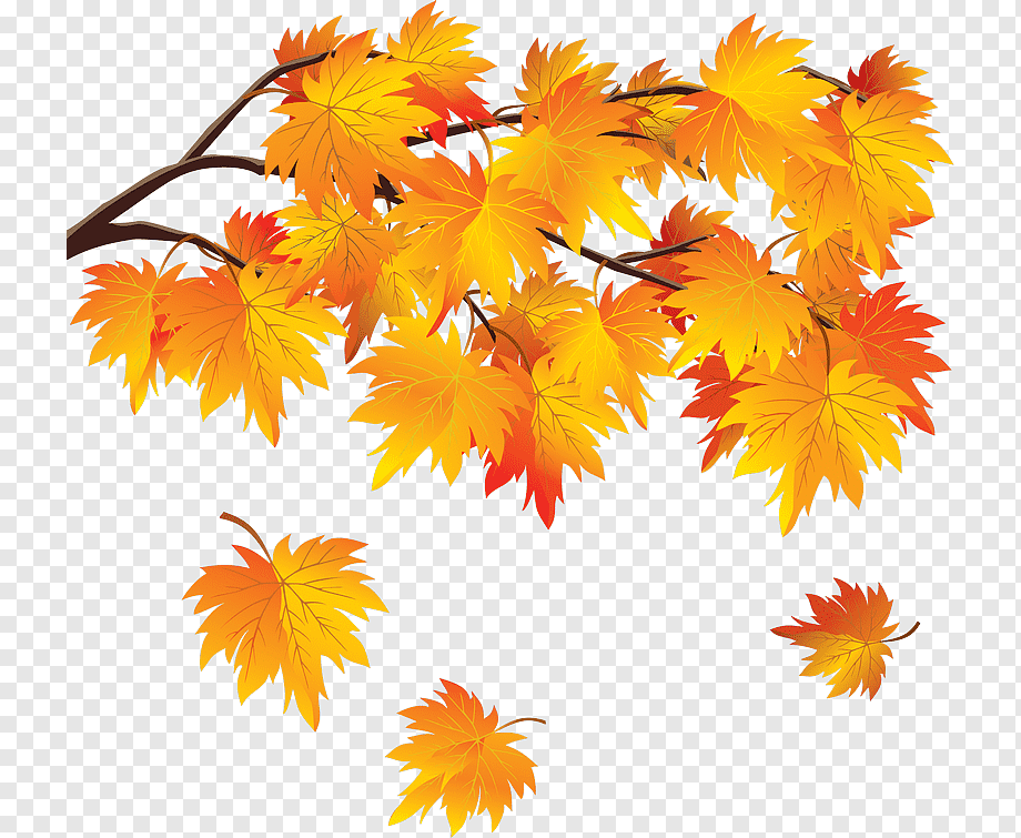 Ветка осенних листьев. Осенние листочки. Осенний клипарт. Осенняя веточка. Осенняя ветка на прозрачном фоне.