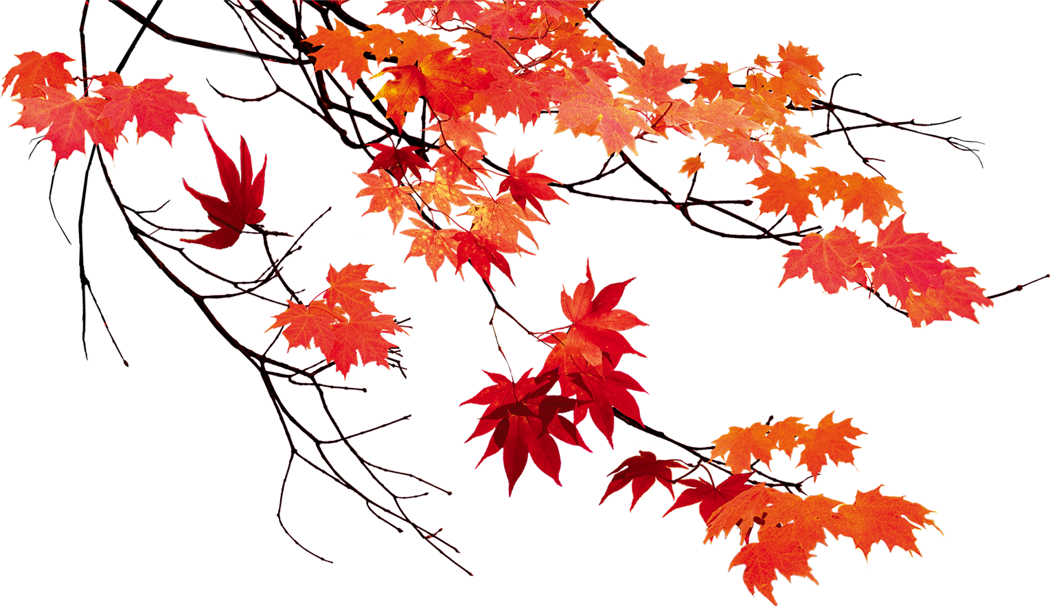 Ветка осенних листьев. Осенняя ветка. Ветка клена. Осенние кленовые листья на прозрачном фоне. Осенняя листва на прозрачном фоне.